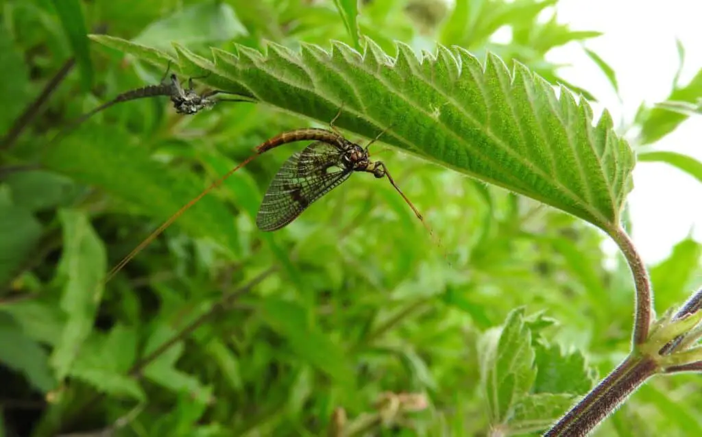 Mayfly for nymphing rig