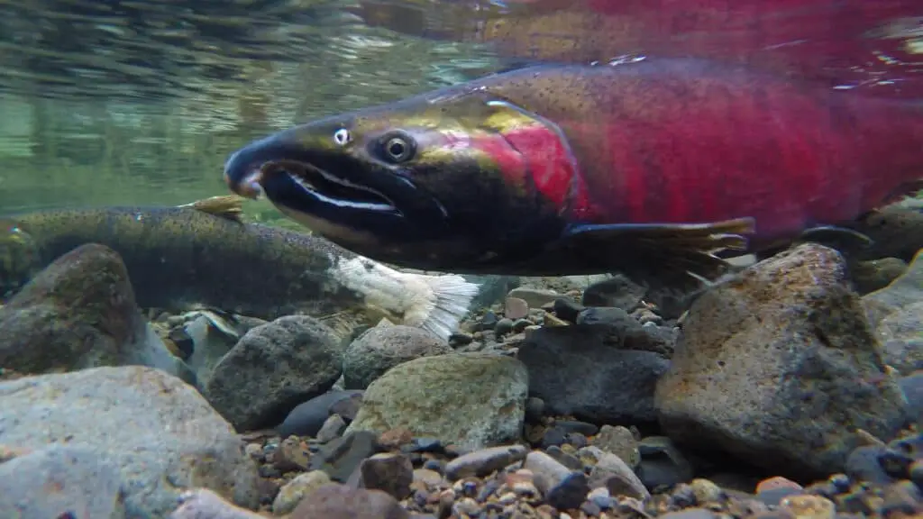 Salmon Spawn