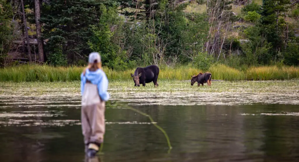 Best Fly Fishing In Wyoming