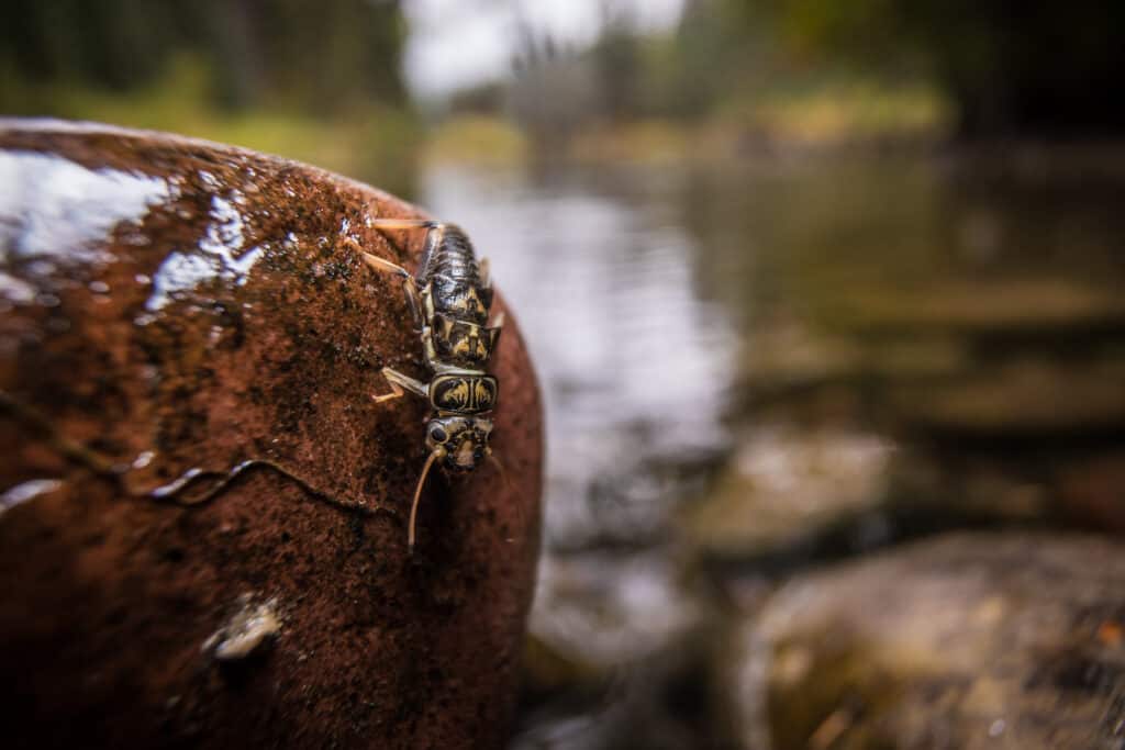 Stonefly for nymphing rig