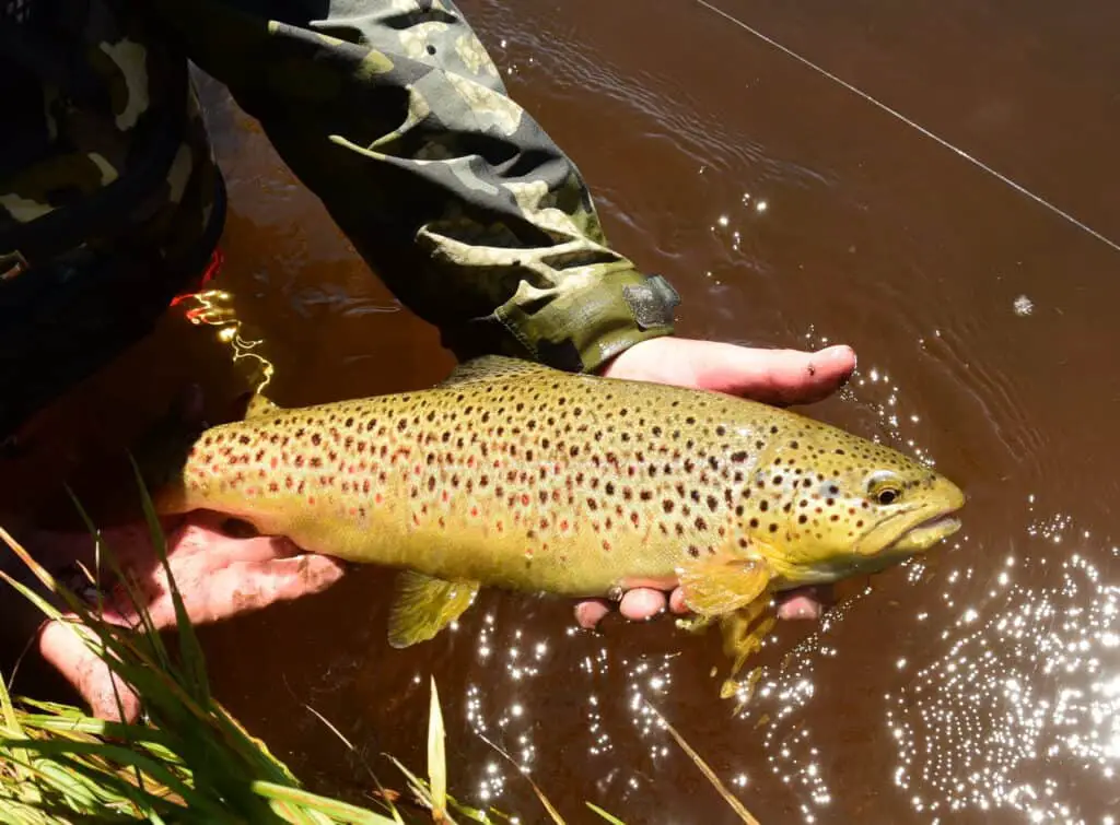 Catching Fish from fly fishing with a spinning reel