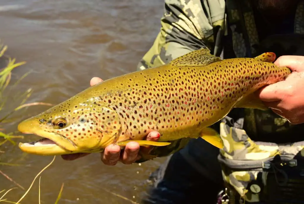 Fly Fishing beginner first catch