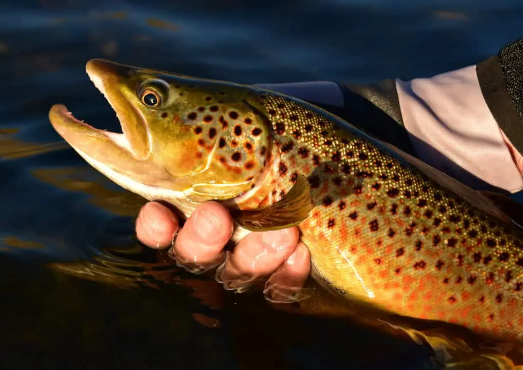 Dry Fly Fishing