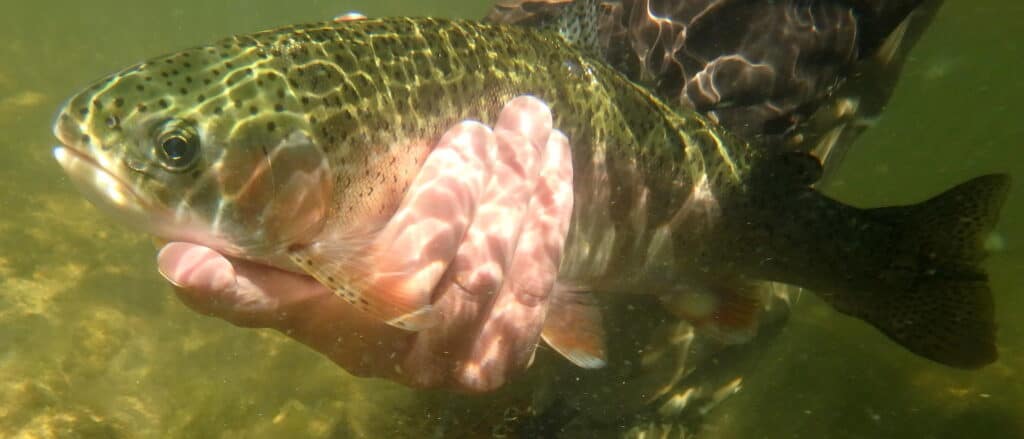 Fly fishing trout