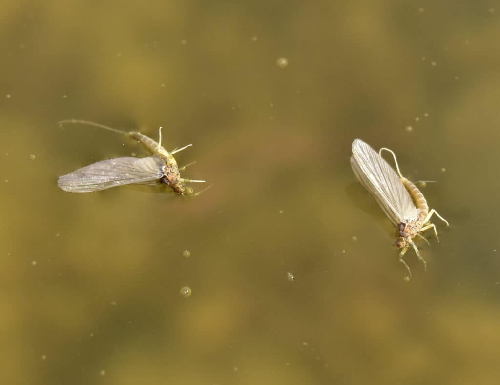 Green Drake or Mayfly