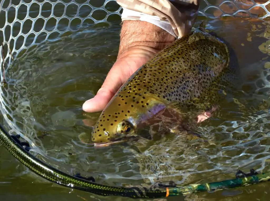 Landing Net For a fly fishing beginner.