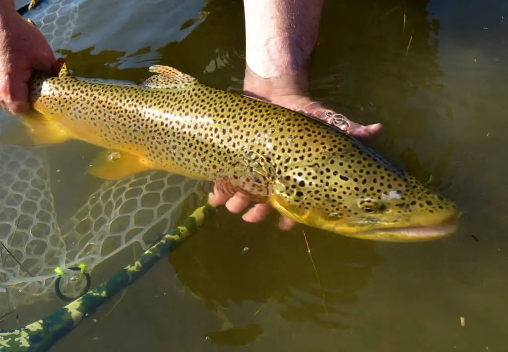 Wet Fly Fishing