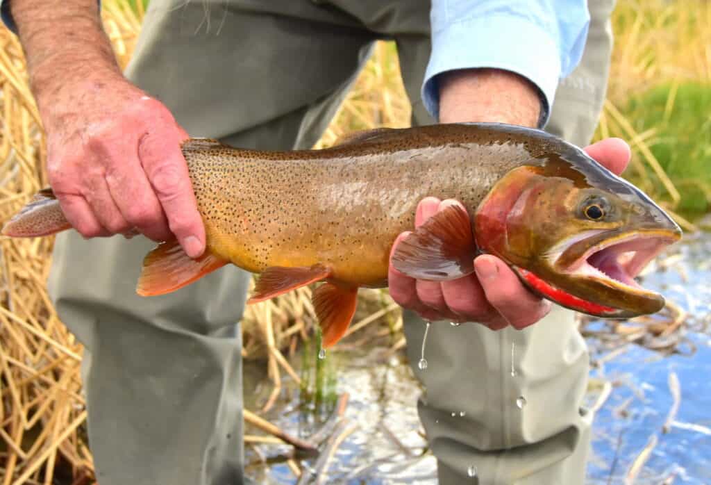 Brown trout while fly fishing