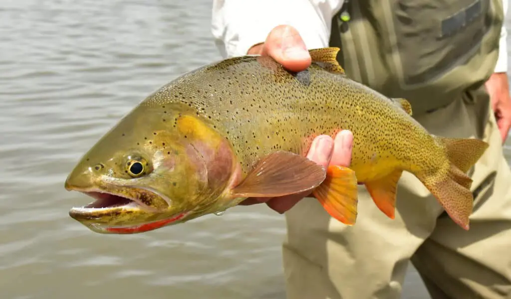 Trout caught on nymphing rig.