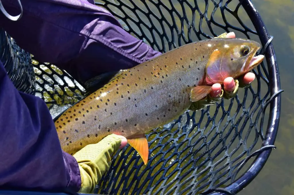 Catching fish with Nymphs