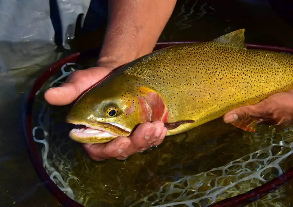 Can I Catch Trout By Fly Fishing?