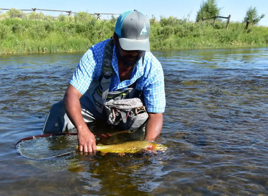 Catching brown trout in Montana