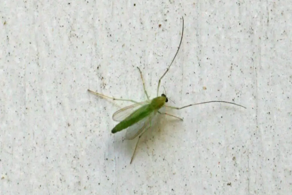 Green Midge Fly