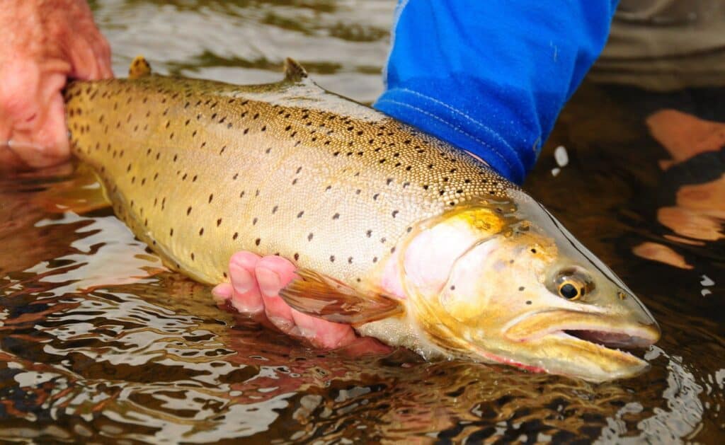 Catching Trout by Fly Fishing In Colorado
