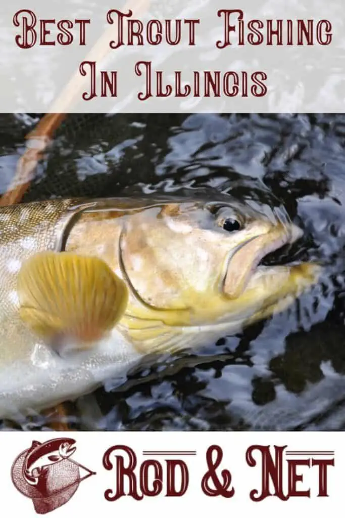 Where Is The Best Trout Fishing In Illinois? What You Need To Know