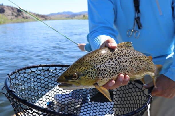 Catch trout on midge flies