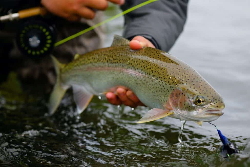 Fly Fishing With An Indicator