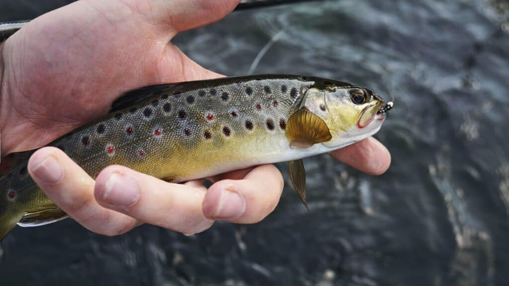 Fly Fishing With An Indicator 