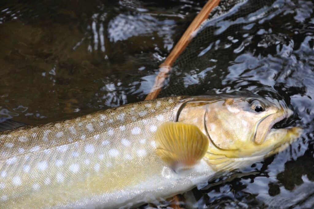 Best Trout Fishing In Illinois