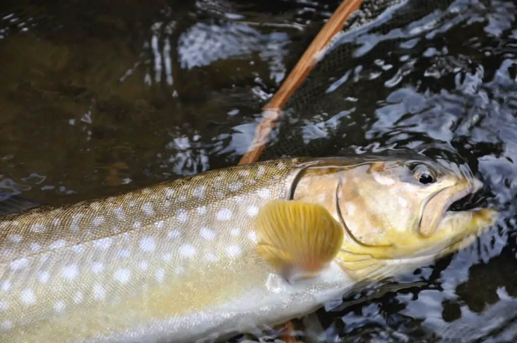 Where Is The Best Trout Fishing In Illinois? What You Need To Know