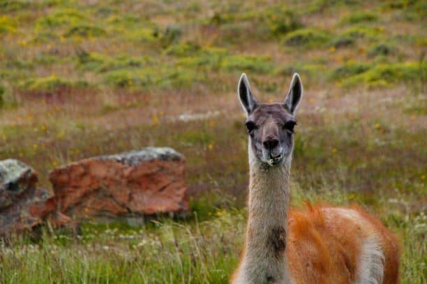 Wildlife while Fly Fishing in Patagonia