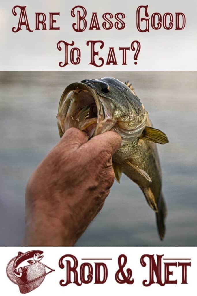 Are Bass Good To Eat? Rod And Net