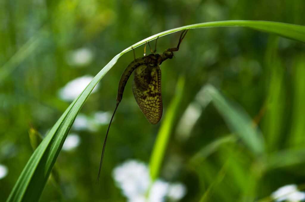 Best Mayfly Patterns