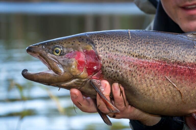 Best Flies For Rainbow Trout – Rod And Net