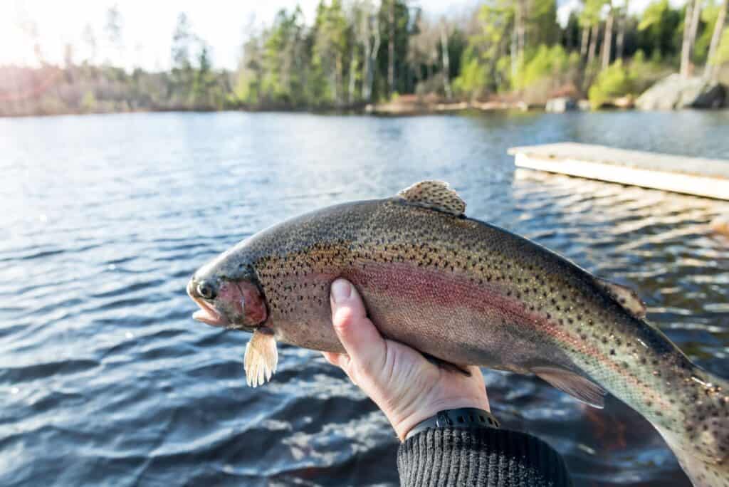 Best Flies For Rainbow Trout