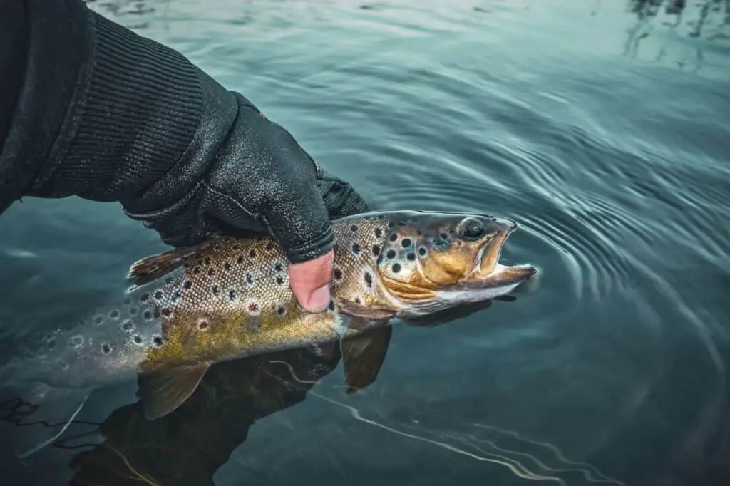 Best Trout Fishing in Idaho