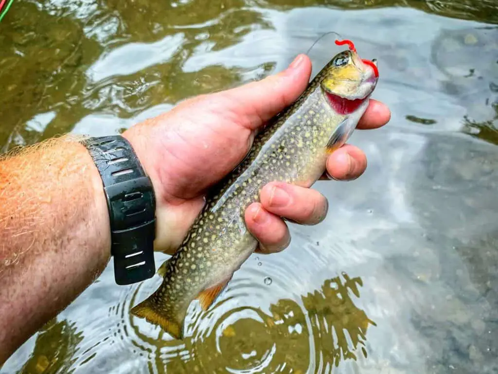 Best Trout Fishing In Iowa