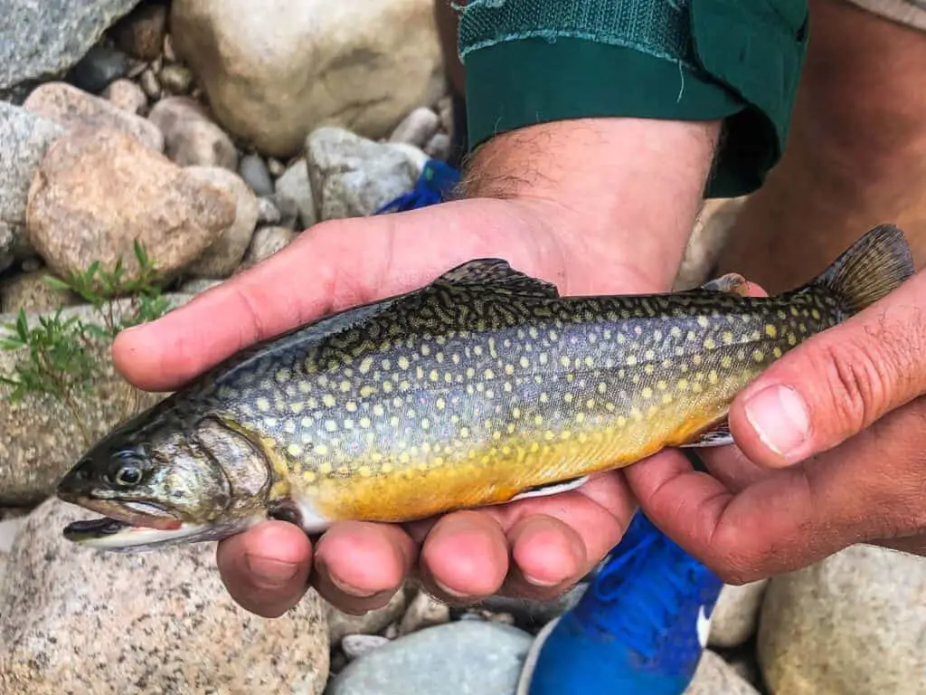 Best Trout Fishing In Iowa