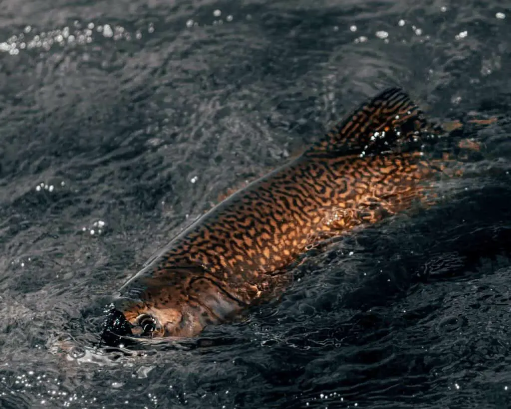 What’s the Difference Between Trout and Salmon?