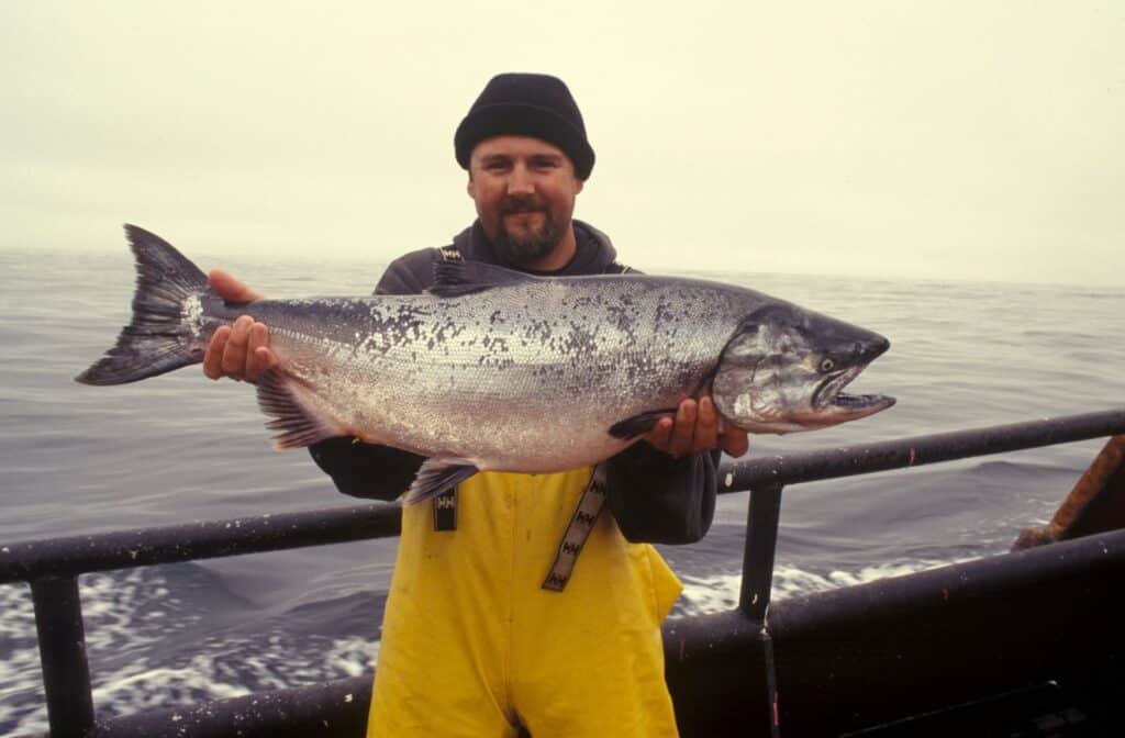 What’s the Difference Between Trout and Salmon?