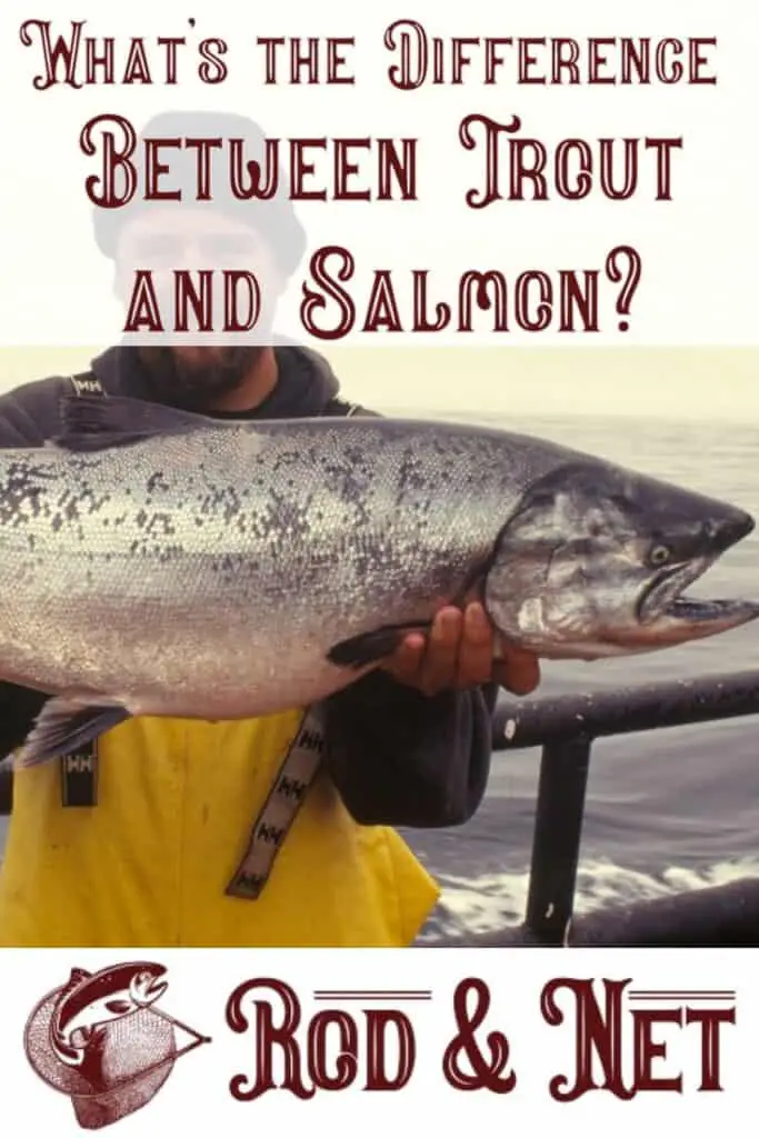 What’s the Difference Between Trout and Salmon? Rod And Net