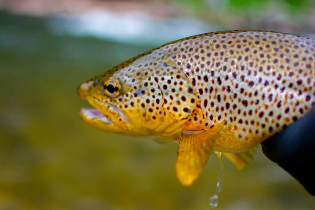 Best Trout Fishing In California