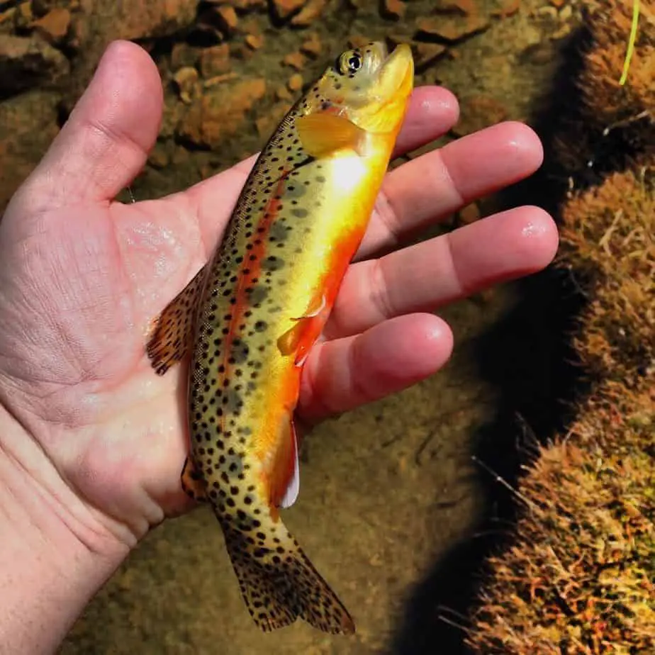 Best Golden Trout Fishing In California