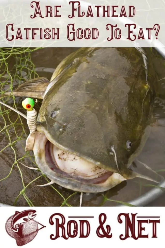 Are Flathead Catfish Good To Eat? Rod And Net