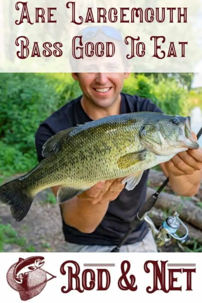 Are Largemouth Bass Good To Eat? Rod And Net