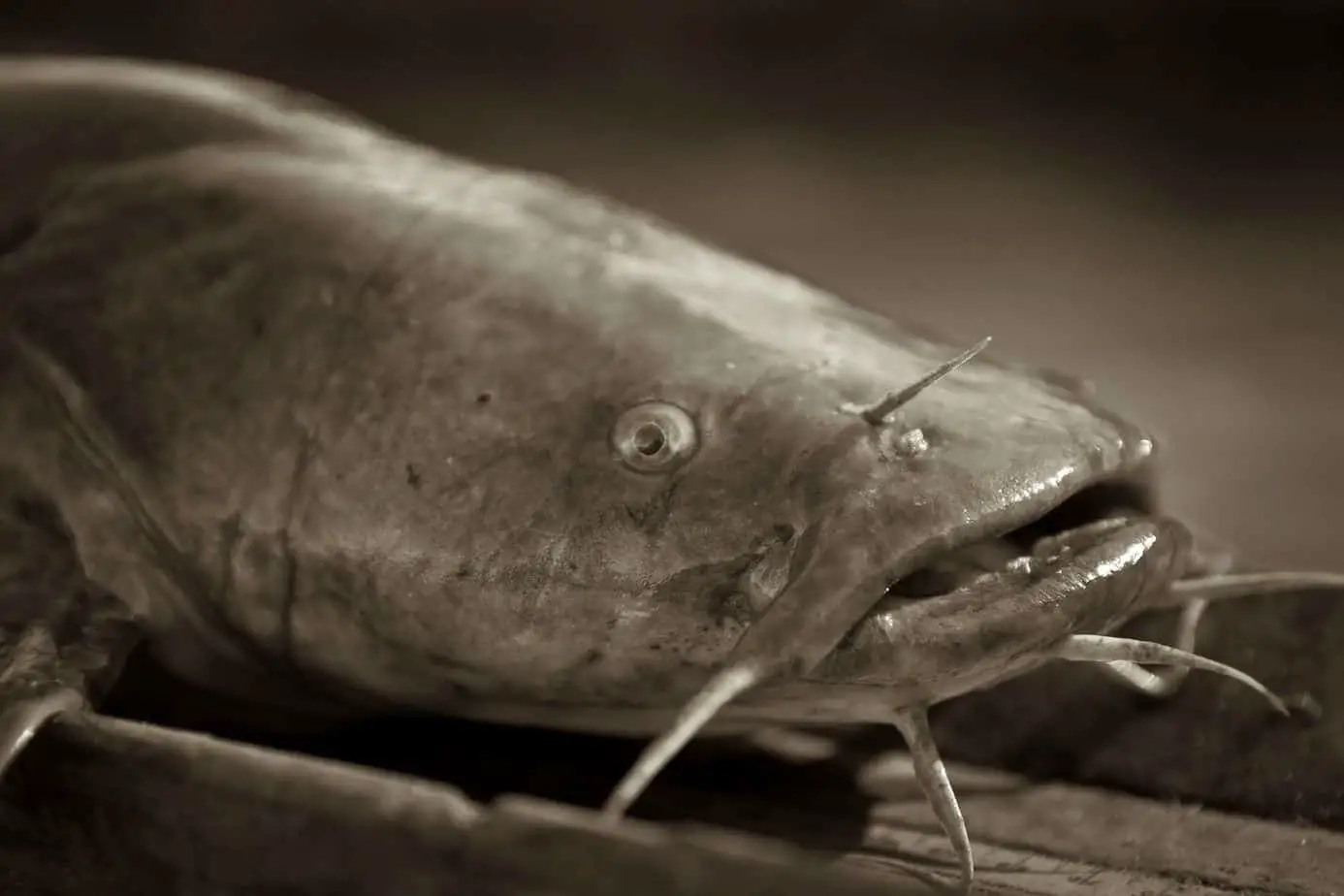 Are Flathead Catfish Good To Eat?