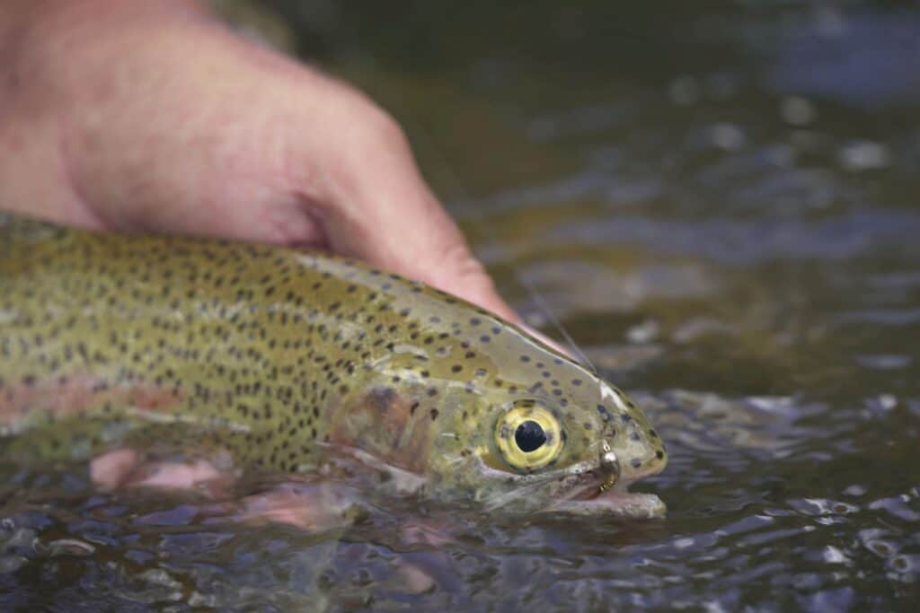 The 7 Best Secret Rainbow Trout Baits Rod And Net