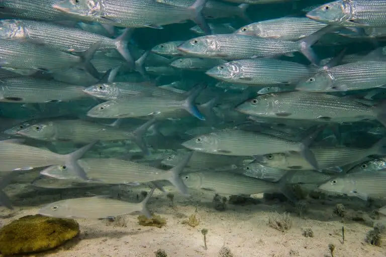 are-bonefish-good-to-eat-rod-and-net