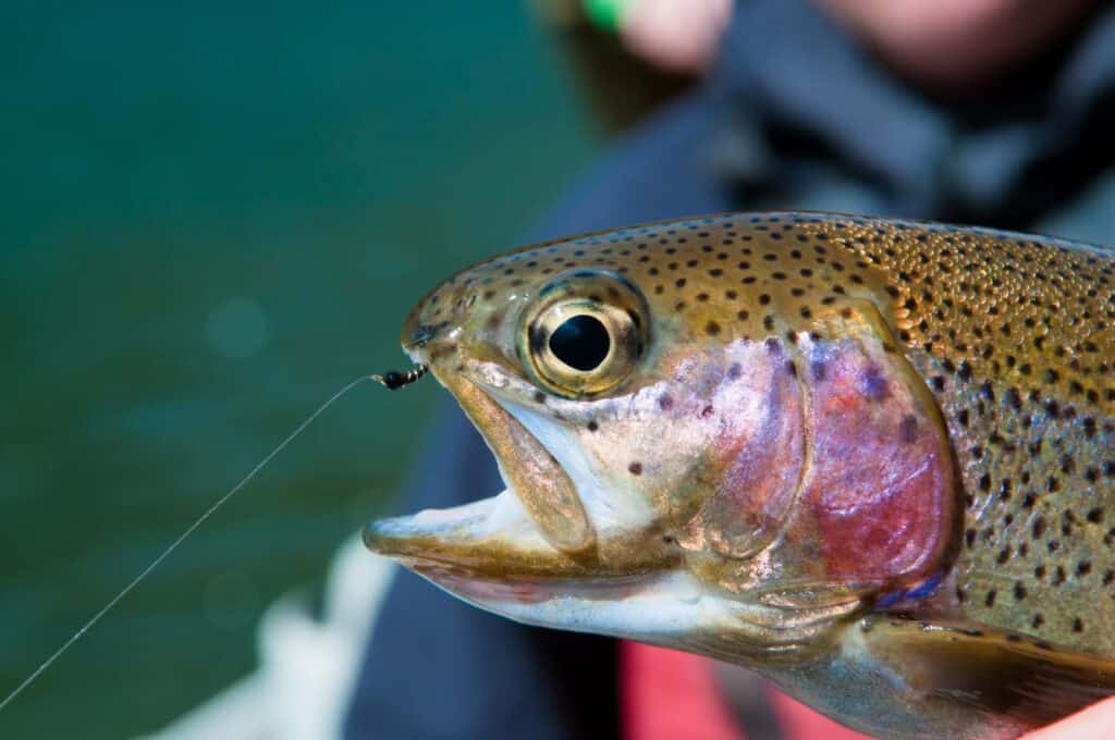 The 7 Best Secret Rainbow Trout Baits Rod And Net