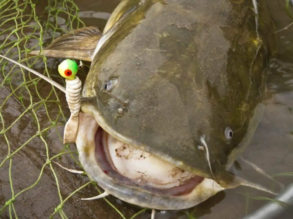 Are Flathead Catfish Good To Eat?