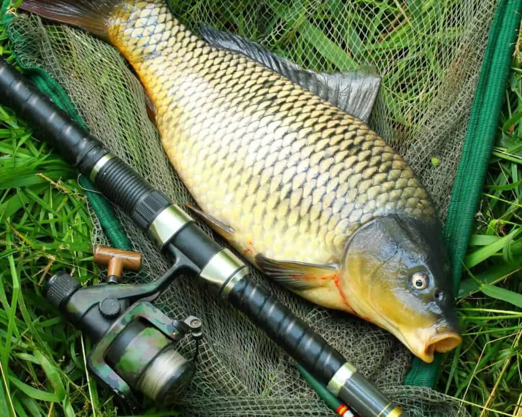 Are Carp Good To Eat? Rod And Net