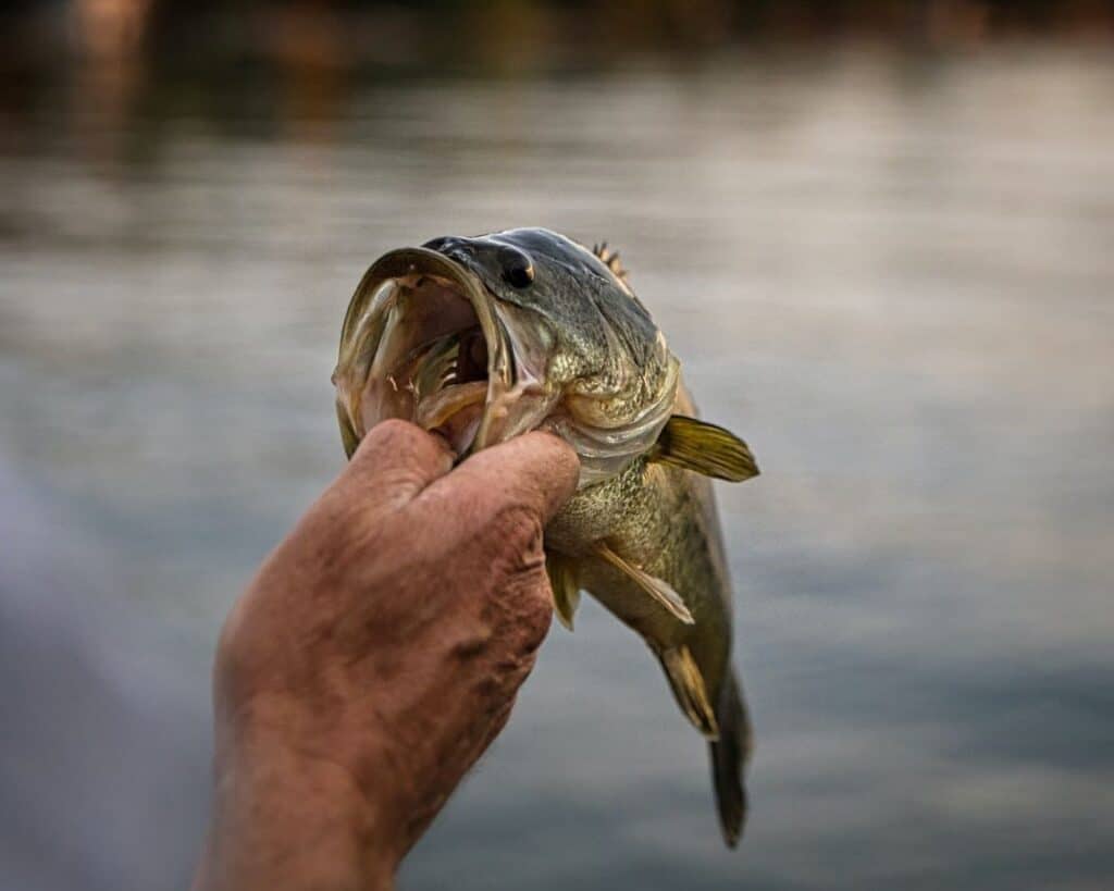 are-largemouth-bass-good-to-eat-rod-and-net