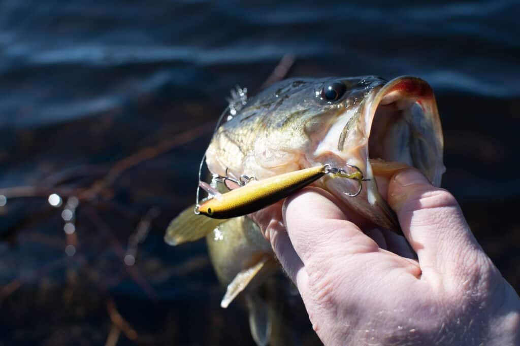 are-largemouth-bass-good-to-eat-rod-and-net