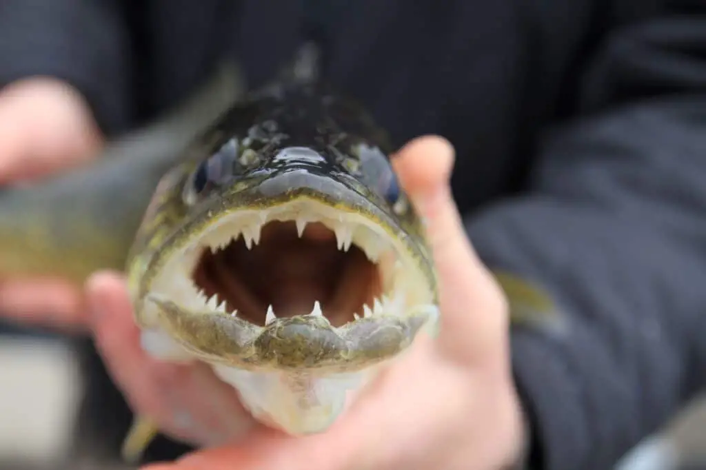 What Is The Difference Between Walleye And Pickerel?