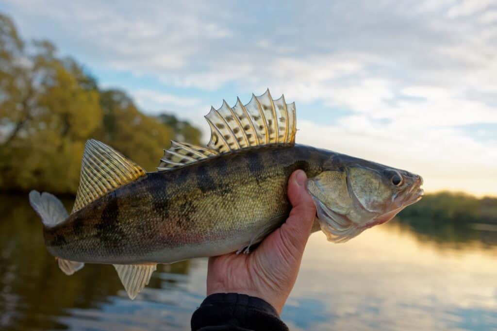 What Is The Difference Between Walleye And Pickerel Rod And Net | My ...