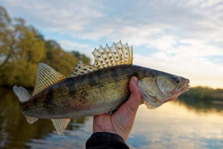 What Is The Difference Between Walleye And Pickerel? – Rod And Net